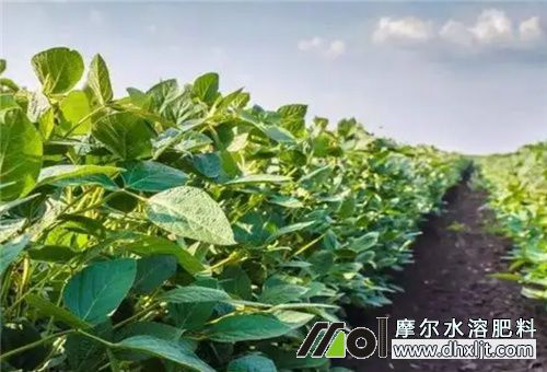 大豆生長期沖肥 大豆生長期沖肥