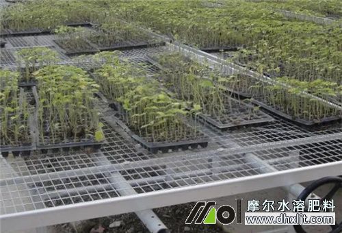 土壤改良肥拌苗床 土壤改良肥拌苗床