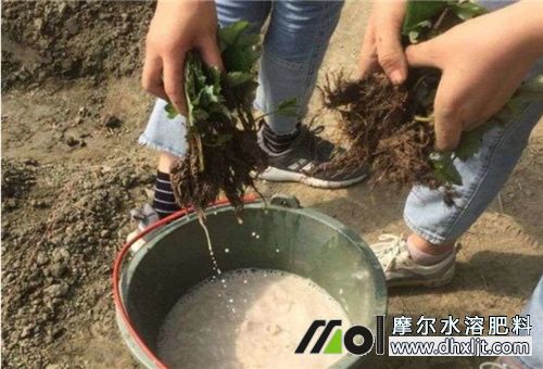 土壤改良肥蘸根 土壤改良肥蘸根