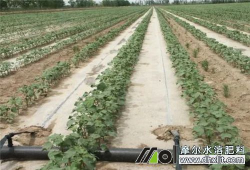 氮肥使用時間 氮肥使用時間