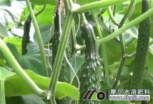 黃瓜結瓜期長短 黃瓜結瓜期長短