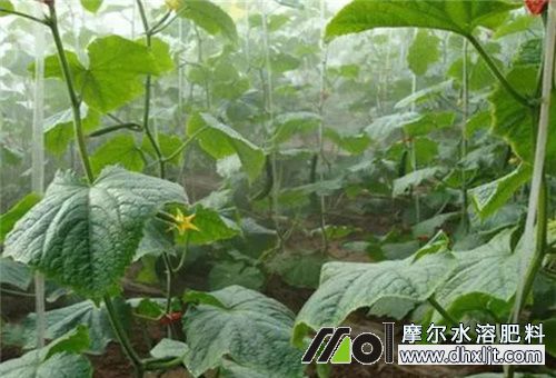 黃瓜種植施肥 黃瓜種植施肥