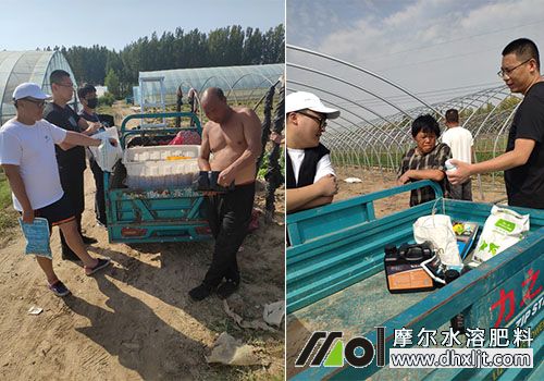 摩爾銷售專員講述水溶肥效果 摩爾銷售專員講述水溶肥效果