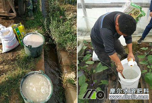 桑葚沖施肥用法 桑葚沖施肥用法