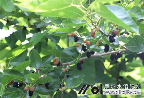 桑葚用沖施肥選擇 桑葚用沖施肥選擇