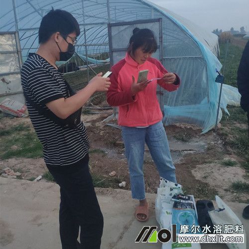 摩爾老客戶選用配方肥試用對比 摩爾老客戶選用配方肥試用對比