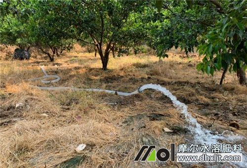 沖施肥見效期 沖施肥見效期