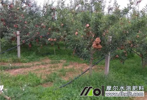 沖施肥見效期 沖施肥見效期