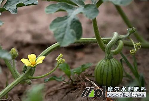 西瓜膨果期用沖施肥 西瓜膨果期用沖施肥