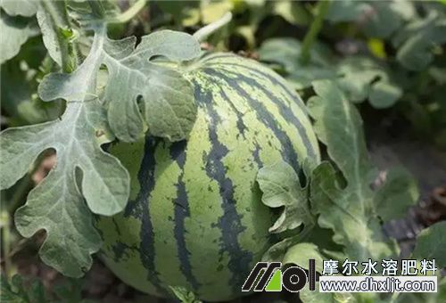西瓜膨果期用沖施肥 西瓜膨果期用沖施肥