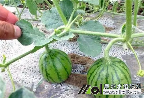 西瓜膨果期用沖施肥 西瓜膨果期用沖施肥