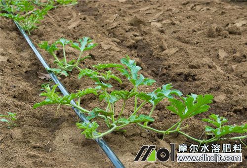 沖施肥灌根施肥法 沖施肥灌根施肥法