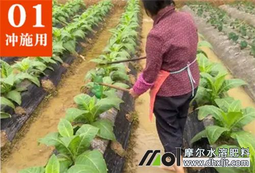 沖施肥規范用法 沖施肥規范用法