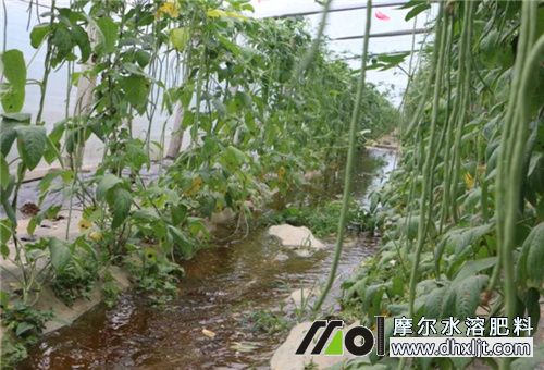 農(nóng)作物追肥注意 農(nóng)作物追肥注意