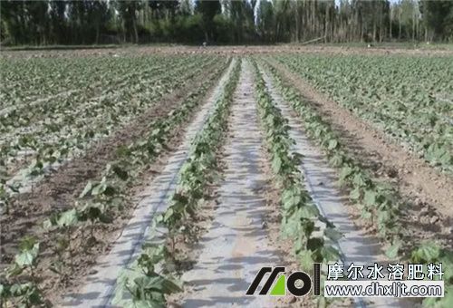 平原地施肥 平原地施肥