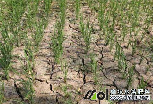 持續(xù)干旱怎么施肥 持續(xù)干旱怎么施肥