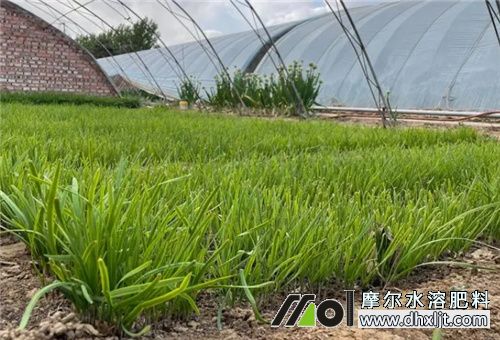 韭菜沖施肥選擇 韭菜沖施肥選擇