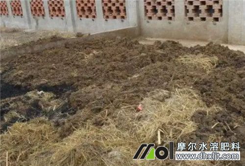 萵苣種植用底肥 萵苣種植用底肥