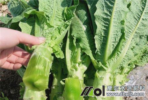 萵苣種植用肥 萵苣種植用肥