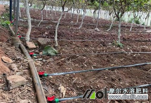 高氮水沖肥滴灌 高氮水沖肥滴灌