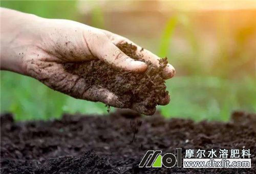 選沖施追肥理由 選沖施追肥理由