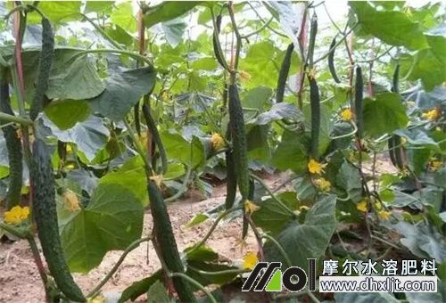 夏季沖施肥時間 夏季沖施肥時間