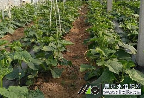 黃瓜沖施肥用量 黃瓜沖施肥用量