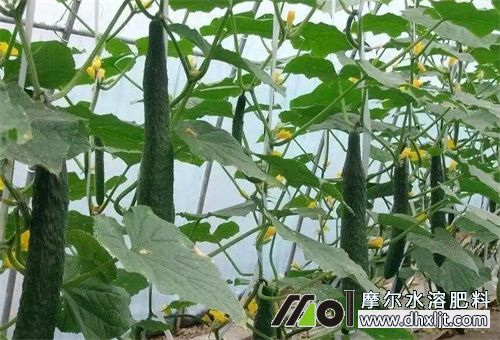 夏季沖施肥時間 夏季沖施肥時間