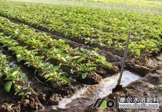 沖施肥料 沖施肥料