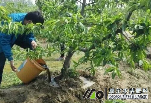 肥料灌根 肥料灌根