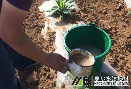 肥料沖施 肥料沖施